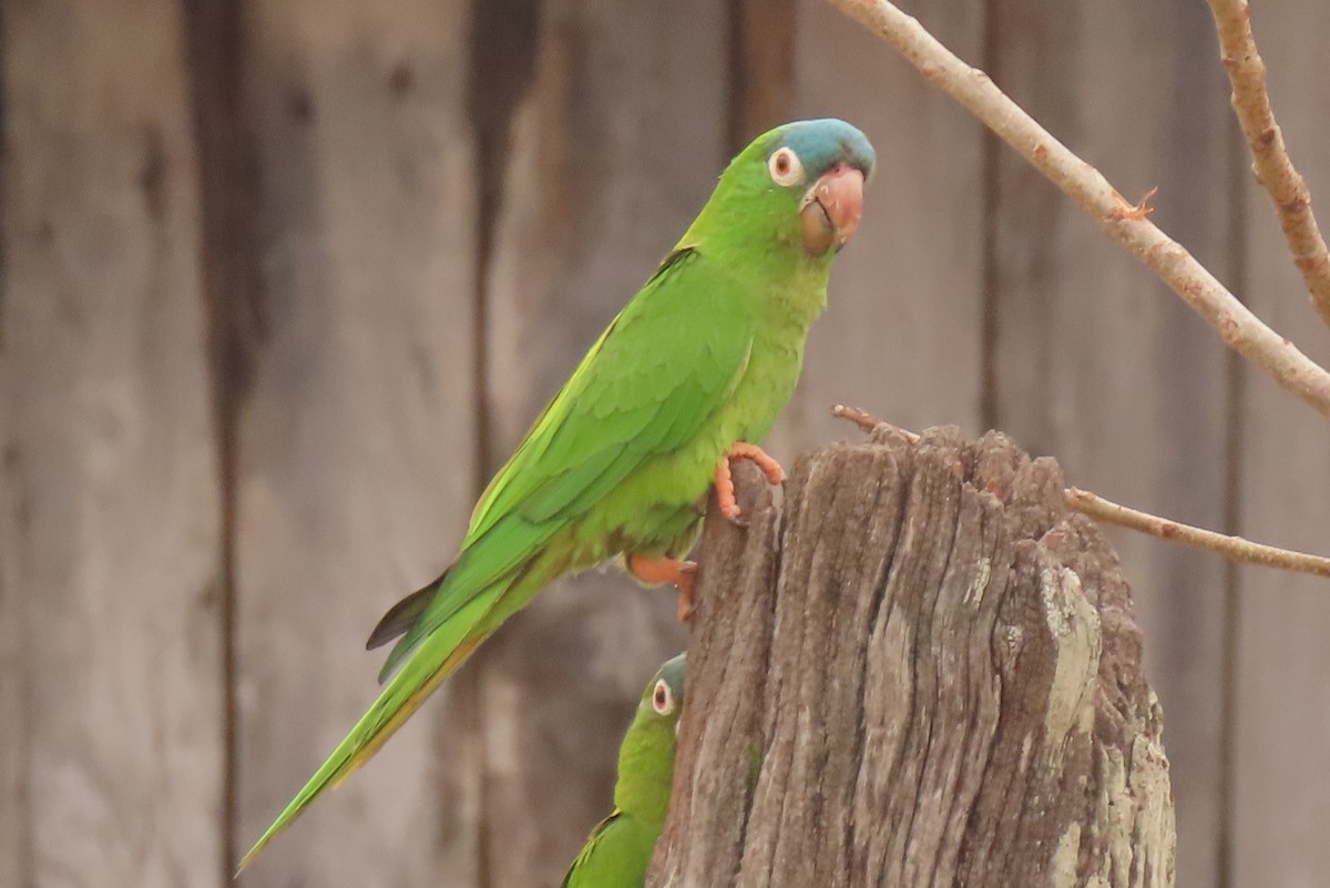 Blue-crowned Parakeet - ML642683831