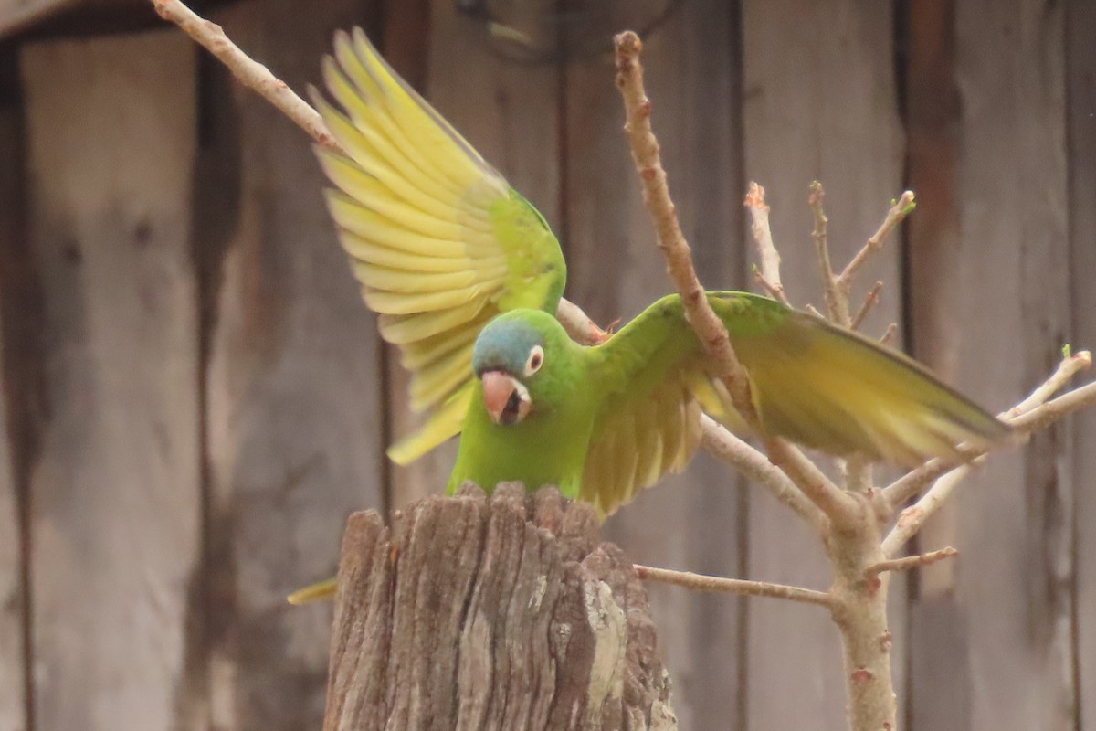 Blue-crowned Parakeet - ML642683832