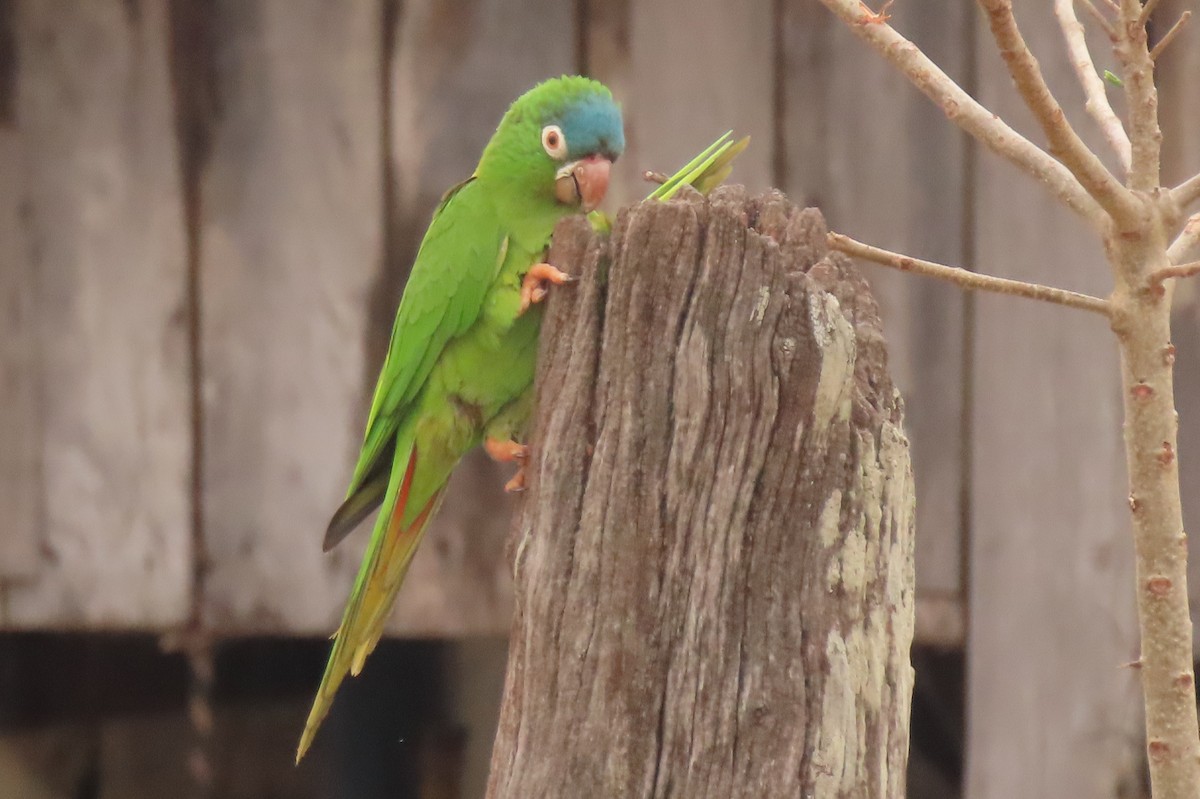 Blue-crowned Parakeet - ML642683833