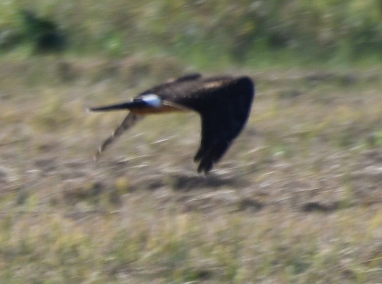 Northern Harrier - ML642683835