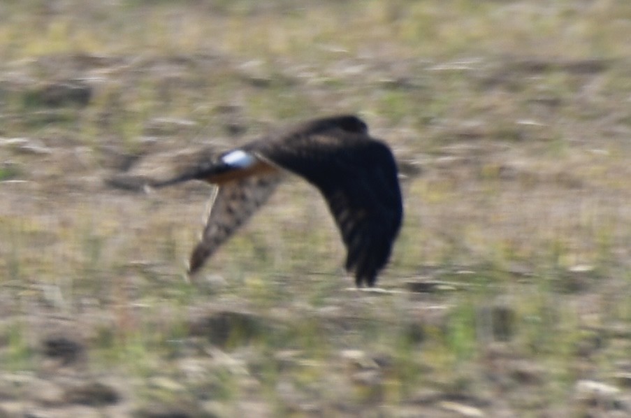 Northern Harrier - ML642683836