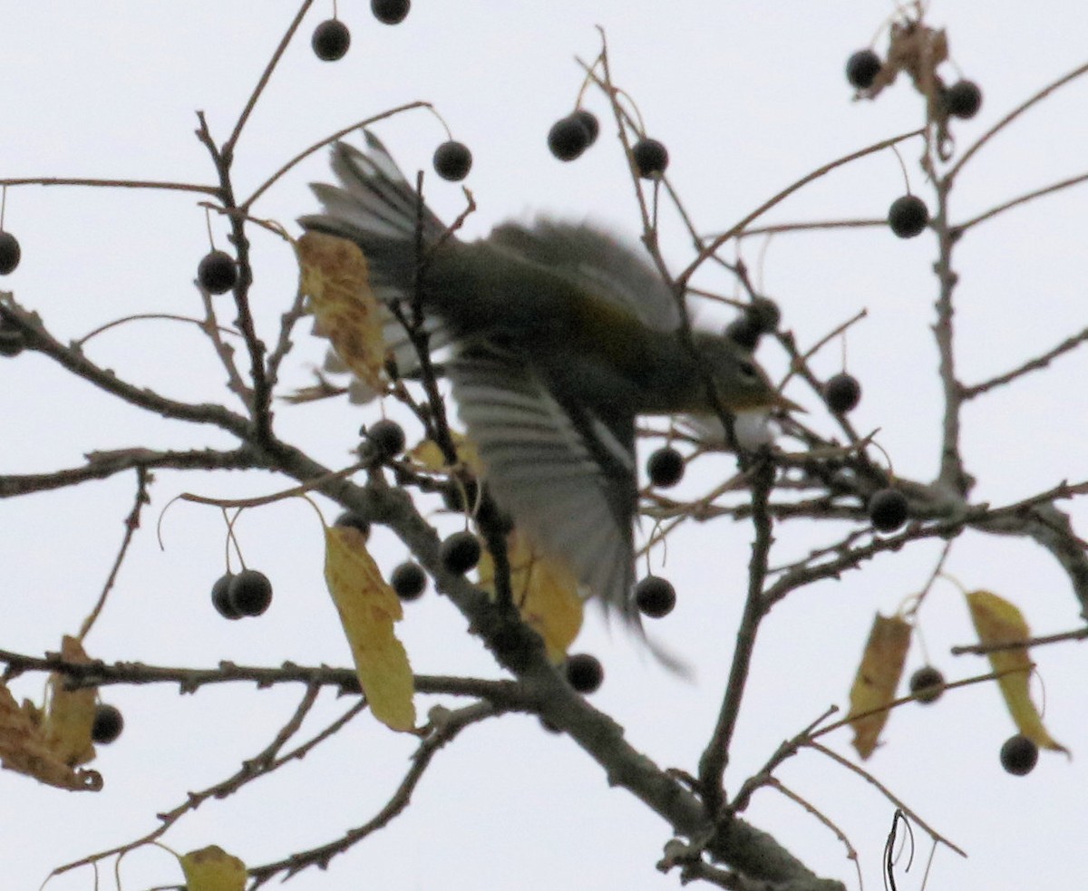 Northern Parula - ML642683840