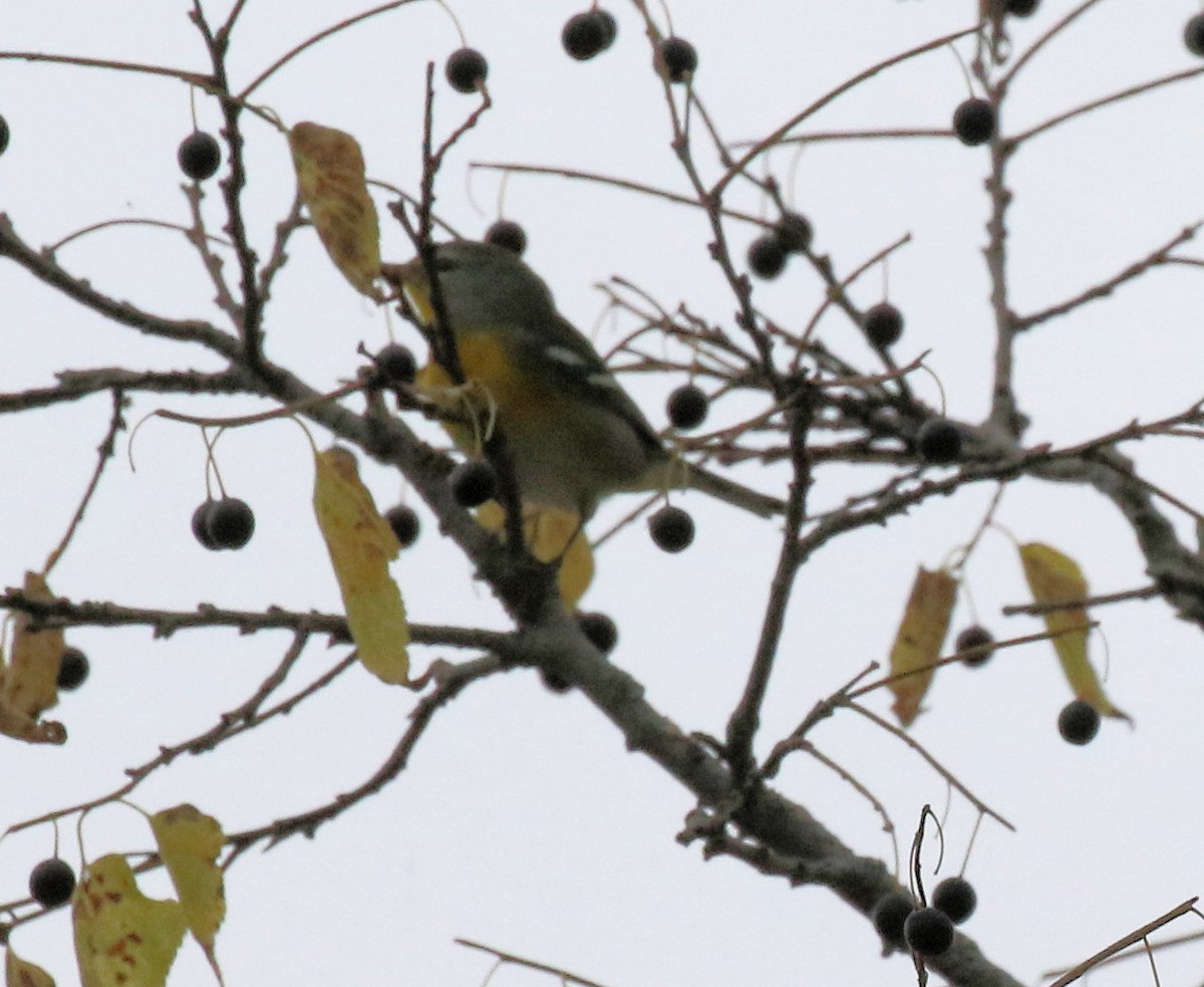 Northern Parula - ML642683841