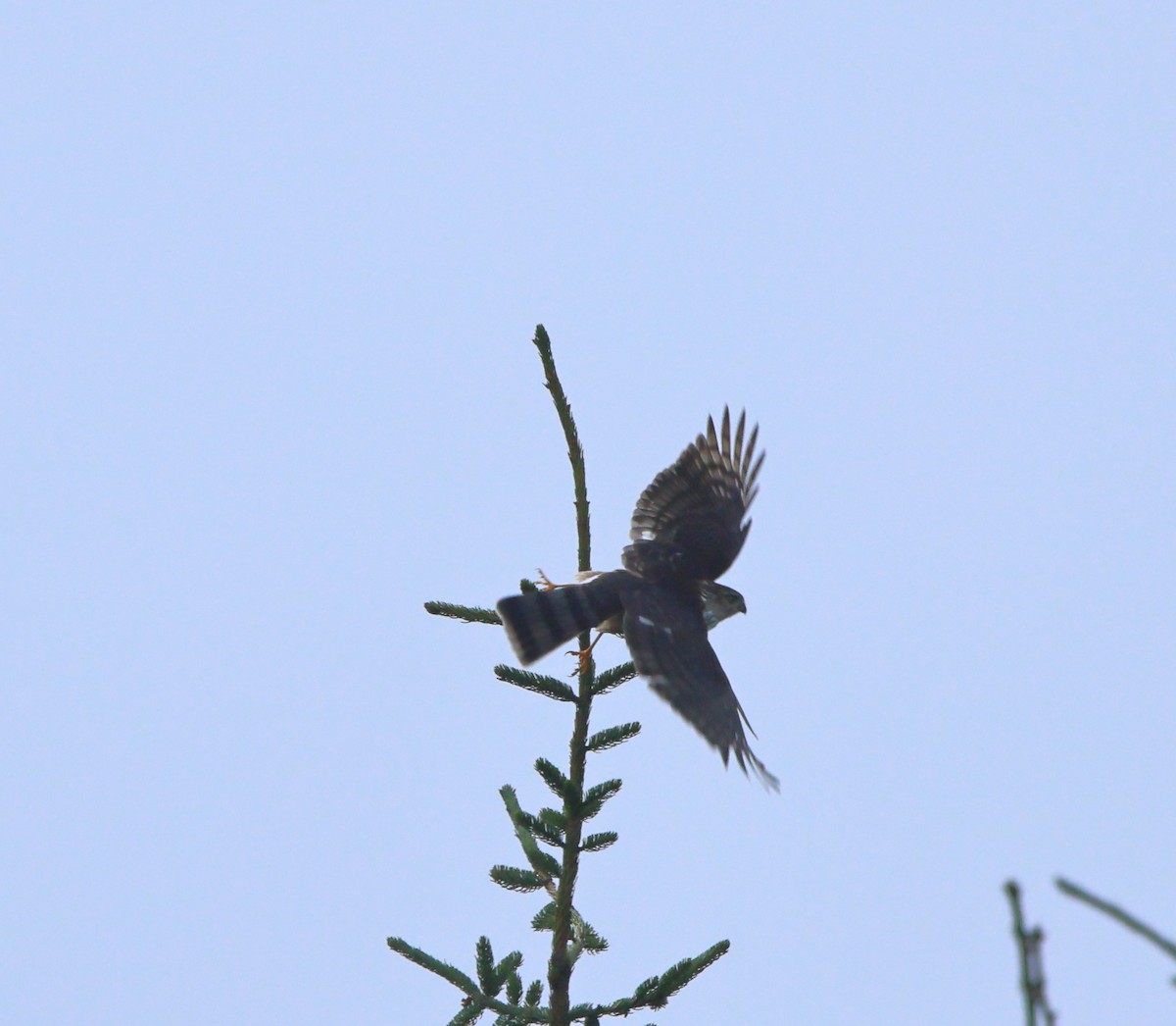 Esmerejón - ML642683847
