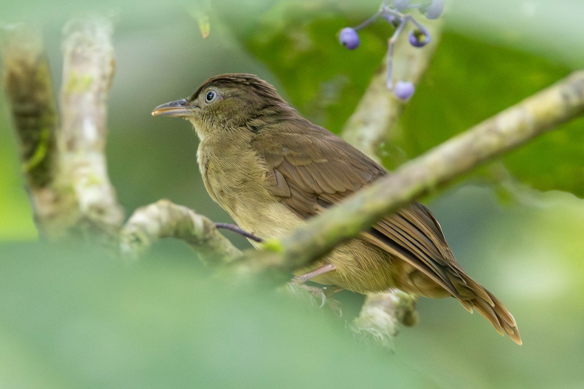 Charlotte's Bulbul - ML642683850