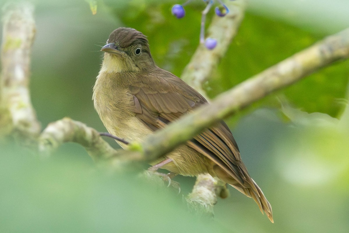 Charlotte's Bulbul - ML642683851
