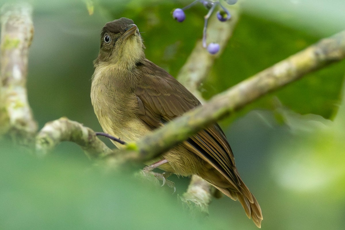 Charlotte's Bulbul - ML642683852