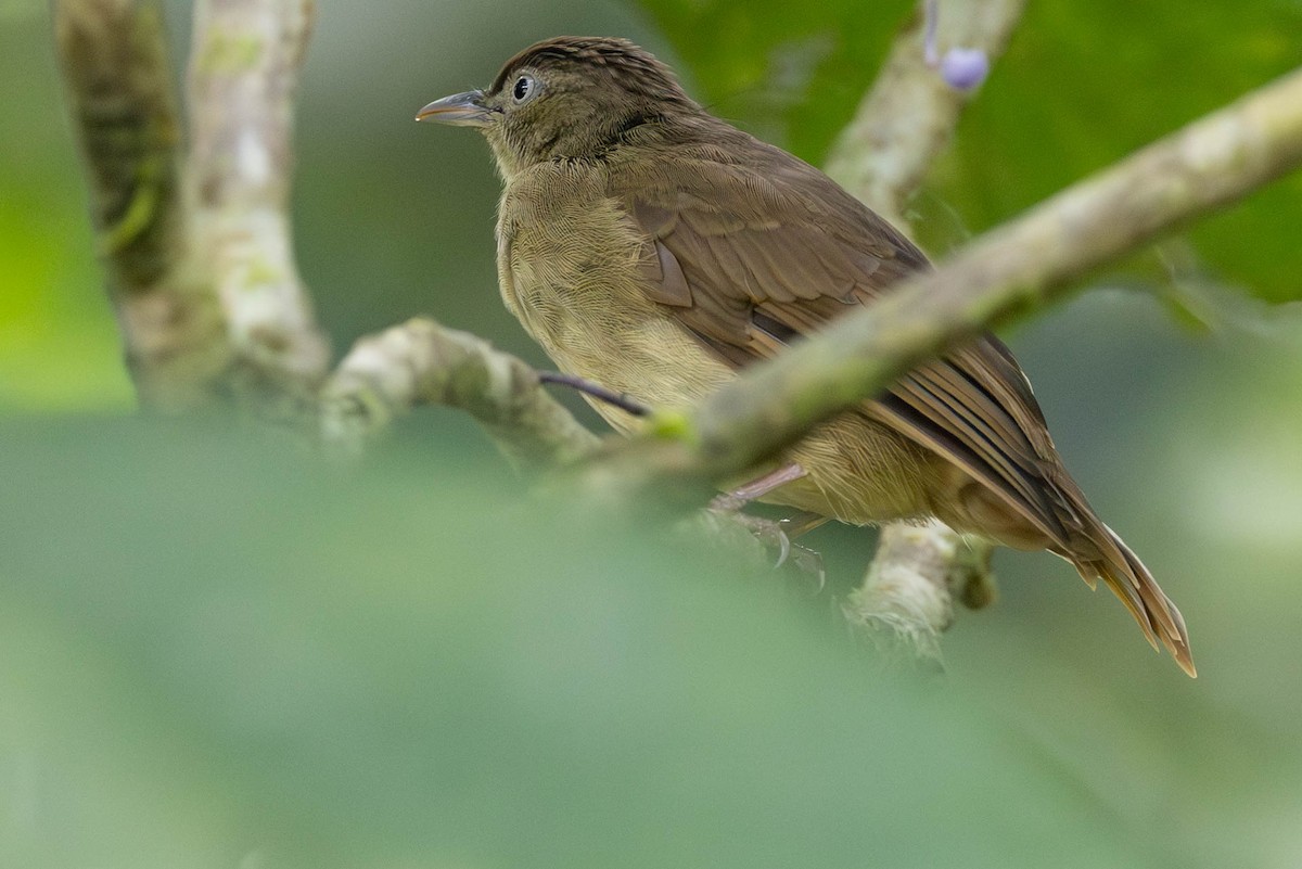 Charlotte's Bulbul - ML642683853