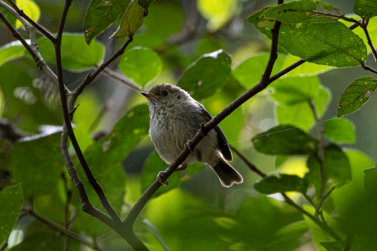 Brown Thornbill - ML642683873