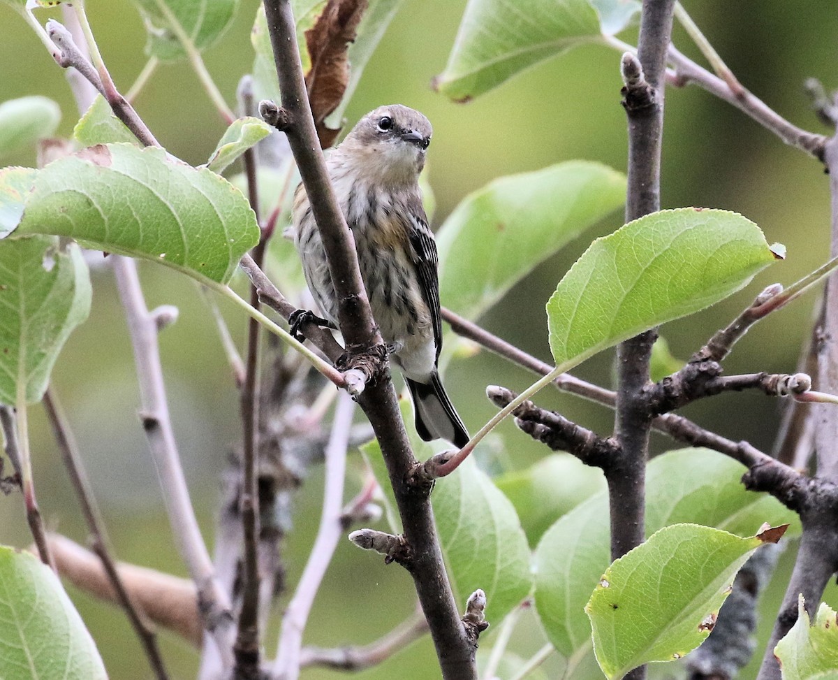 lesňáček žlutoskvrnný (ssp. coronata) - ML642683874