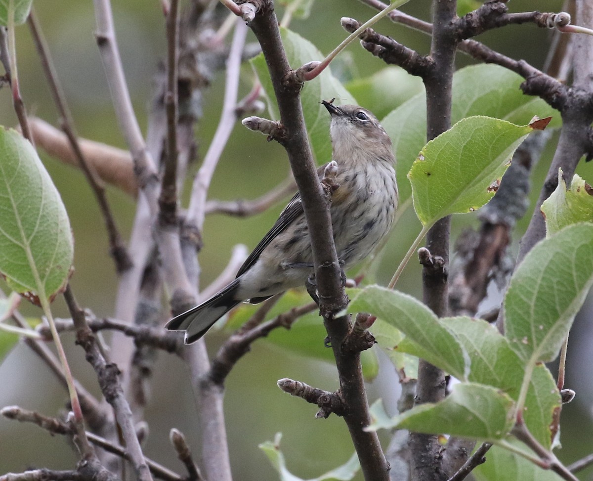 lesňáček žlutoskvrnný (ssp. coronata) - ML642683875