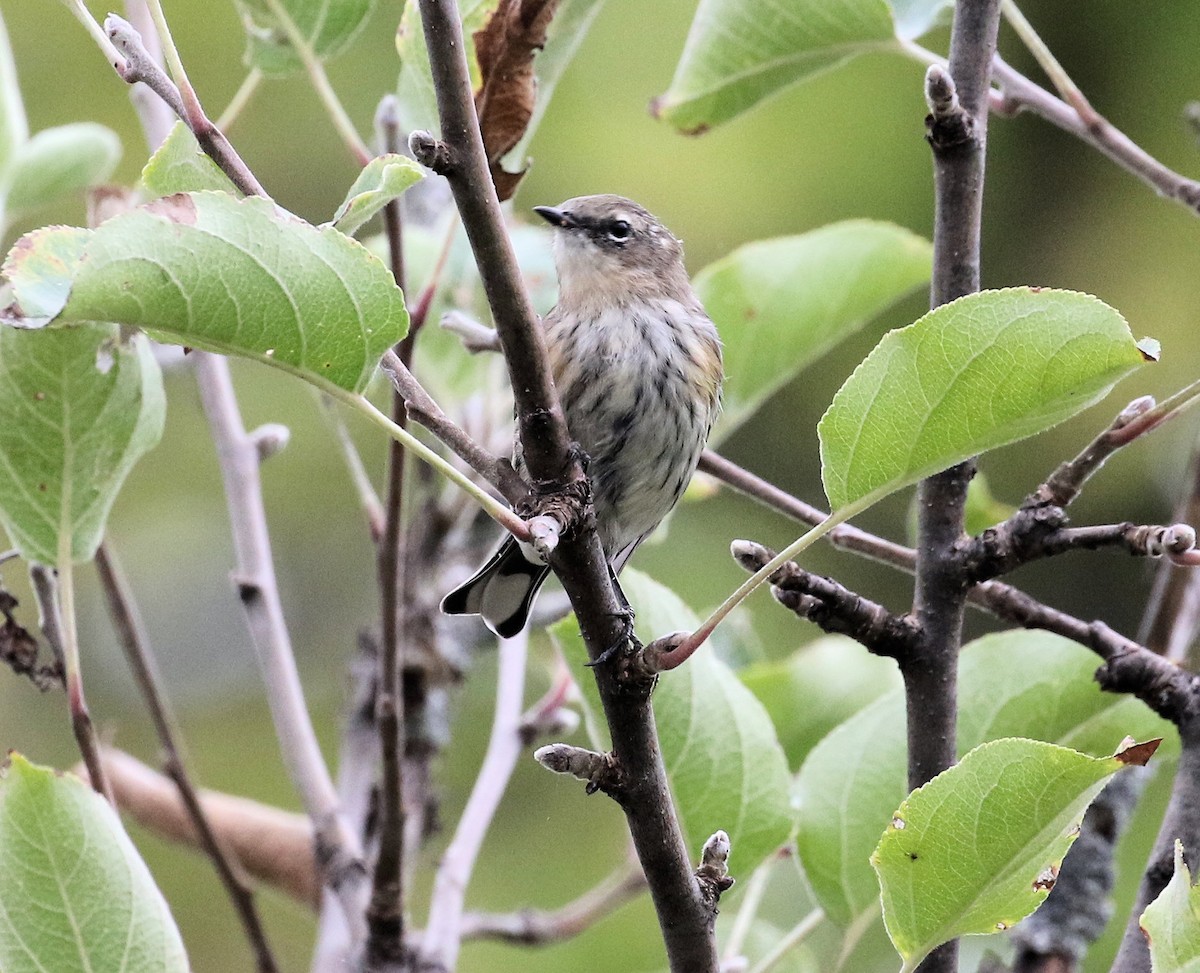 lesňáček žlutoskvrnný (ssp. coronata) - ML642683876