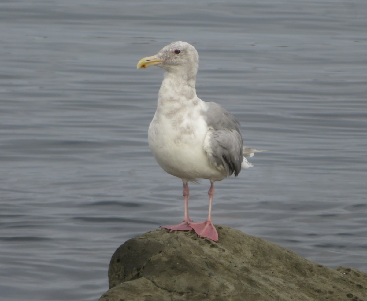racek šedokřídlý - ML642683878