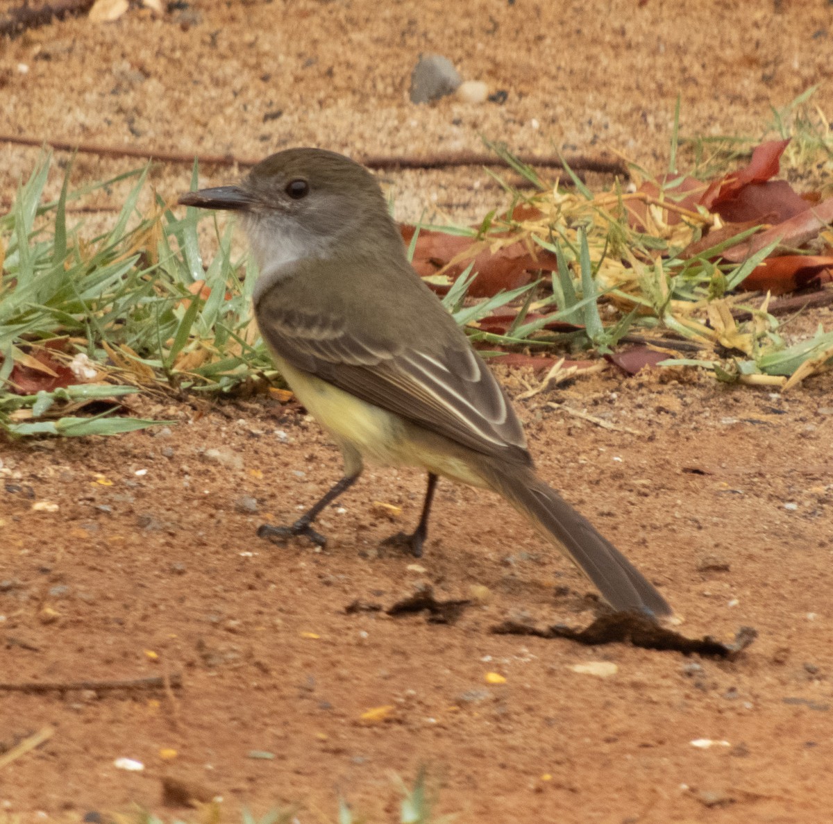 Short-crested Flycatcher - ML642683883