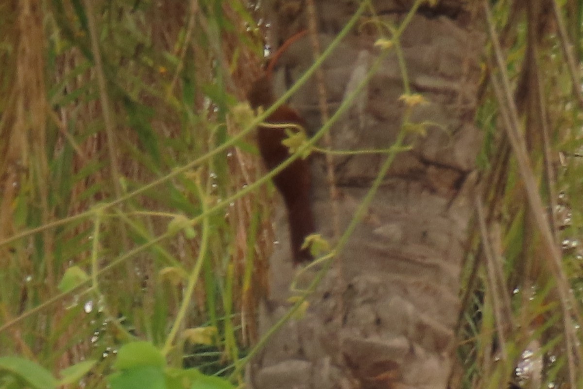 Red-billed Scythebill - ML642683884