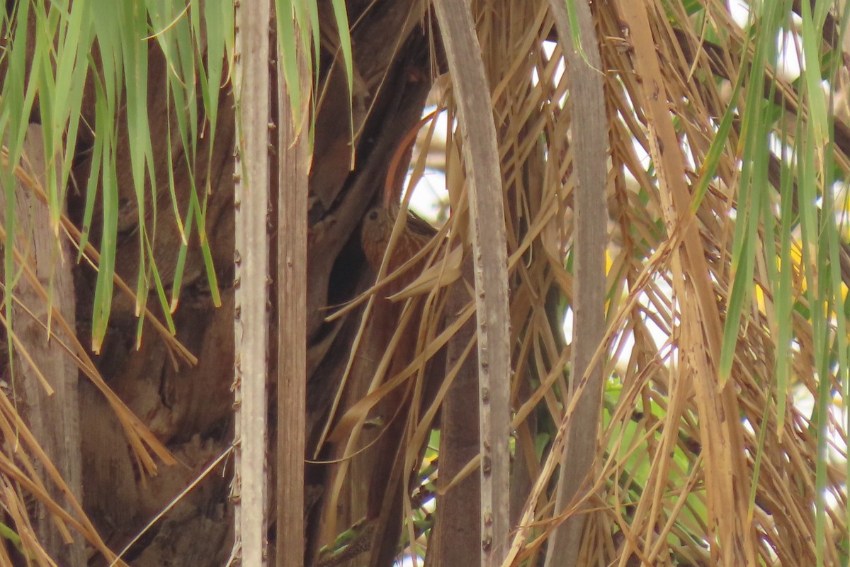 Red-billed Scythebill - ML642683886
