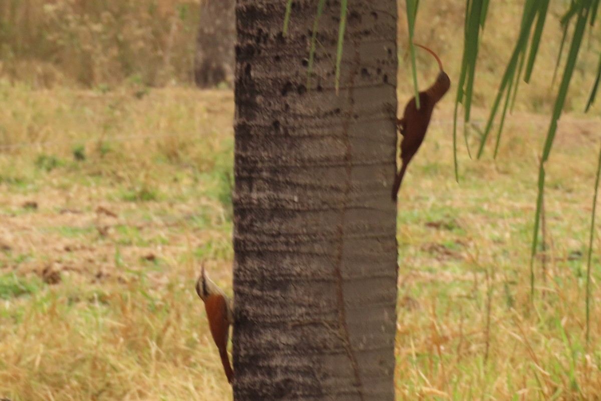 Red-billed Scythebill - ML642683887