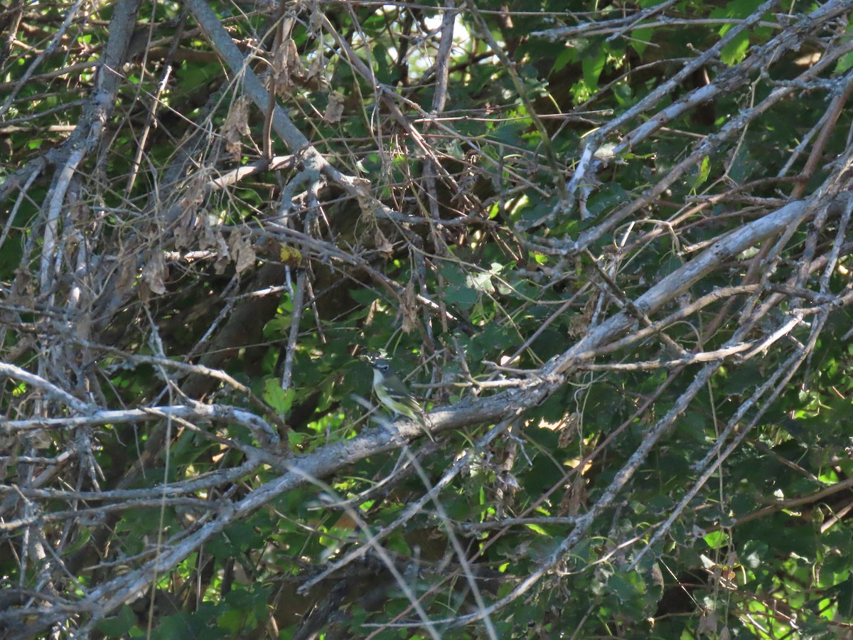 Blue-headed Vireo - ML642683895