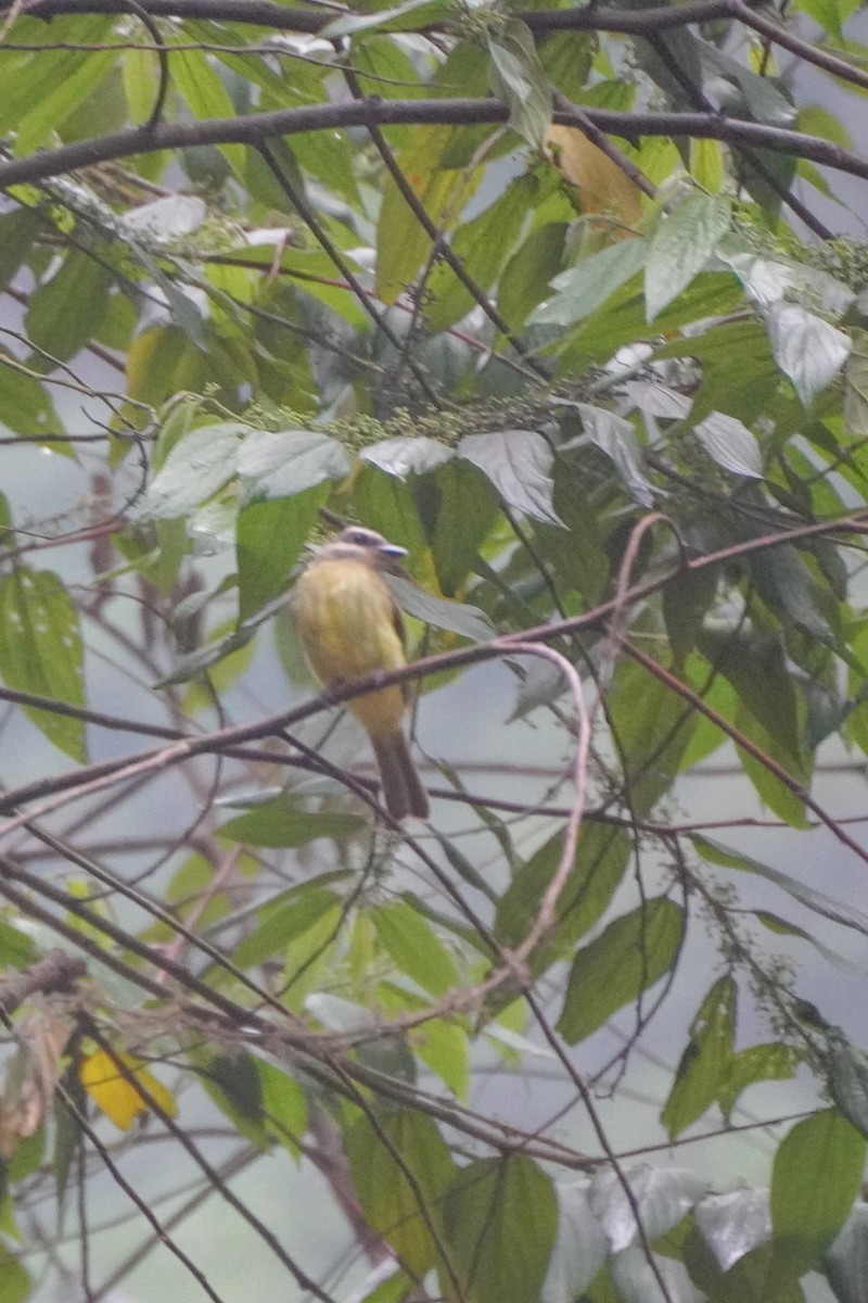 Golden-crowned Flycatcher - ML642683897