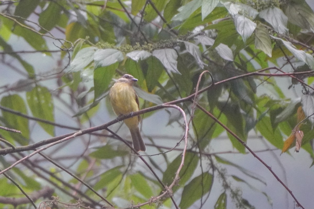 Golden-crowned Flycatcher - ML642683898