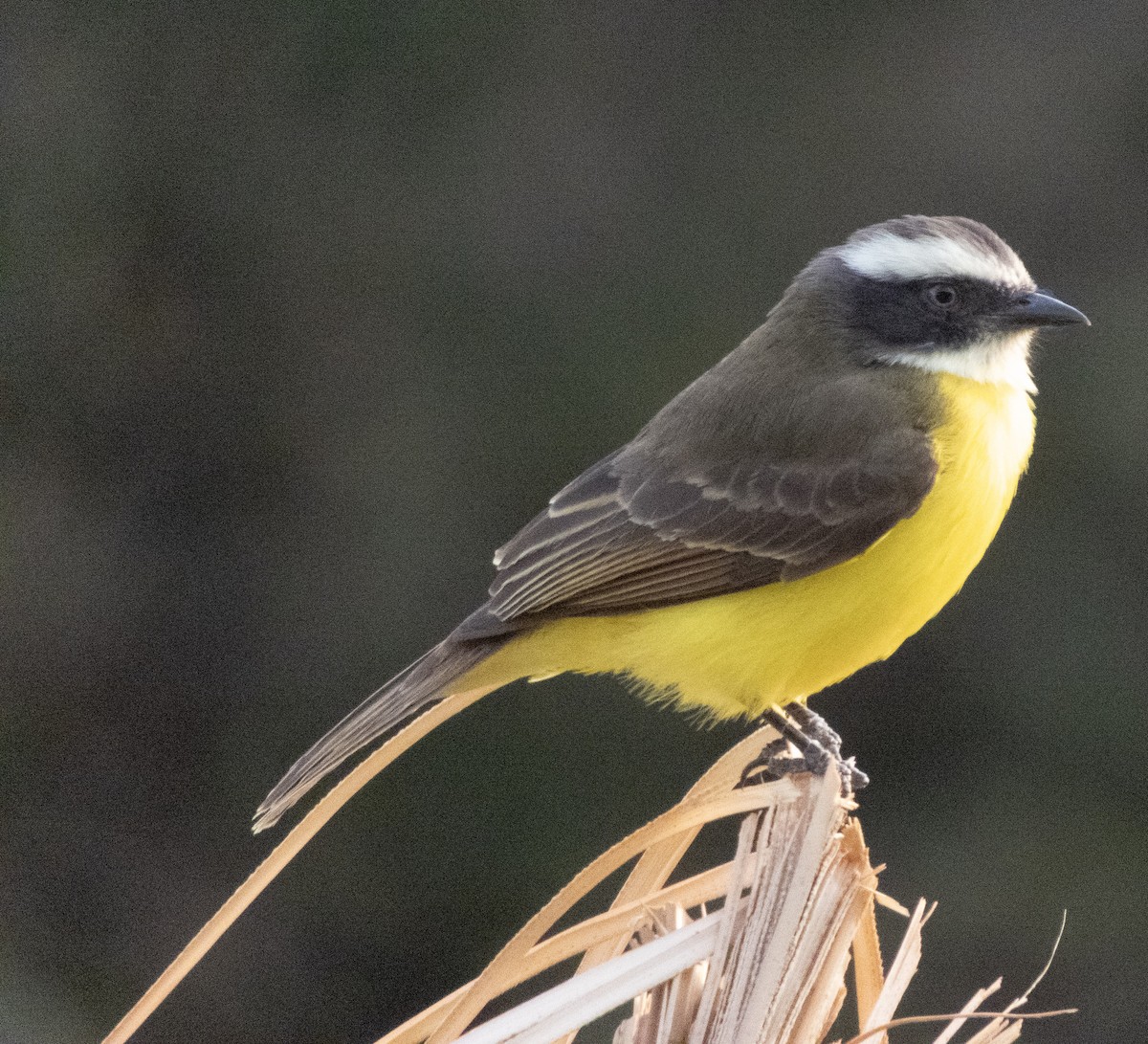 Social Flycatcher (Social) - ML642683899