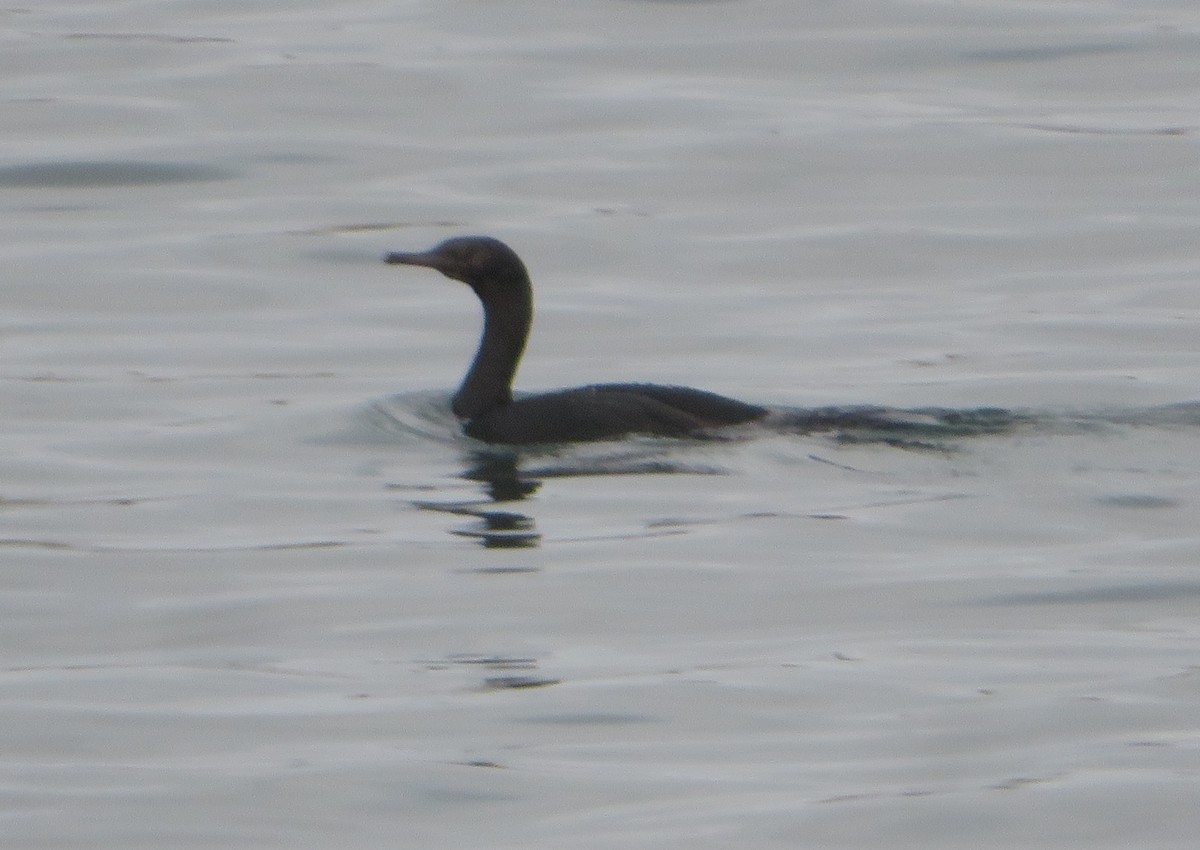 Pelagic Cormorant - ML642683902