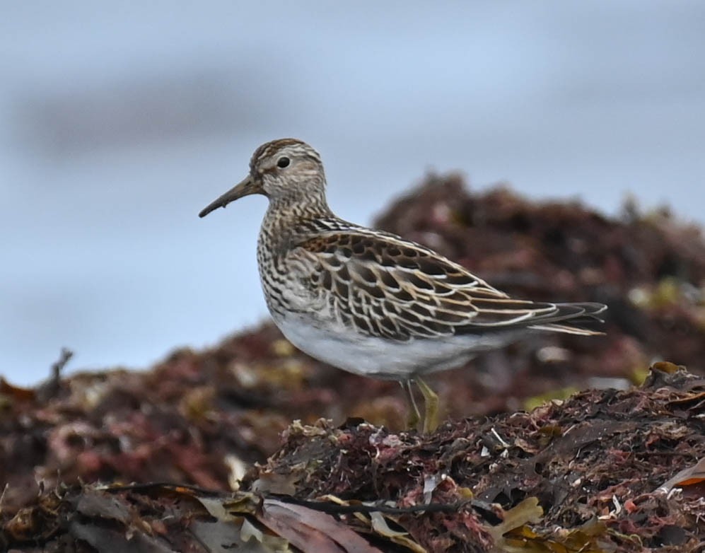 Pectoral Sandpiper - ML642683903