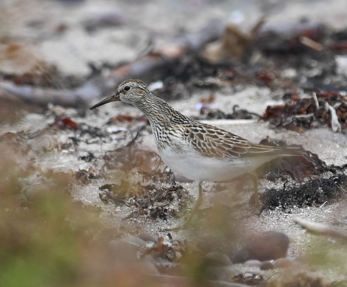 Pectoral Sandpiper - ML642683904