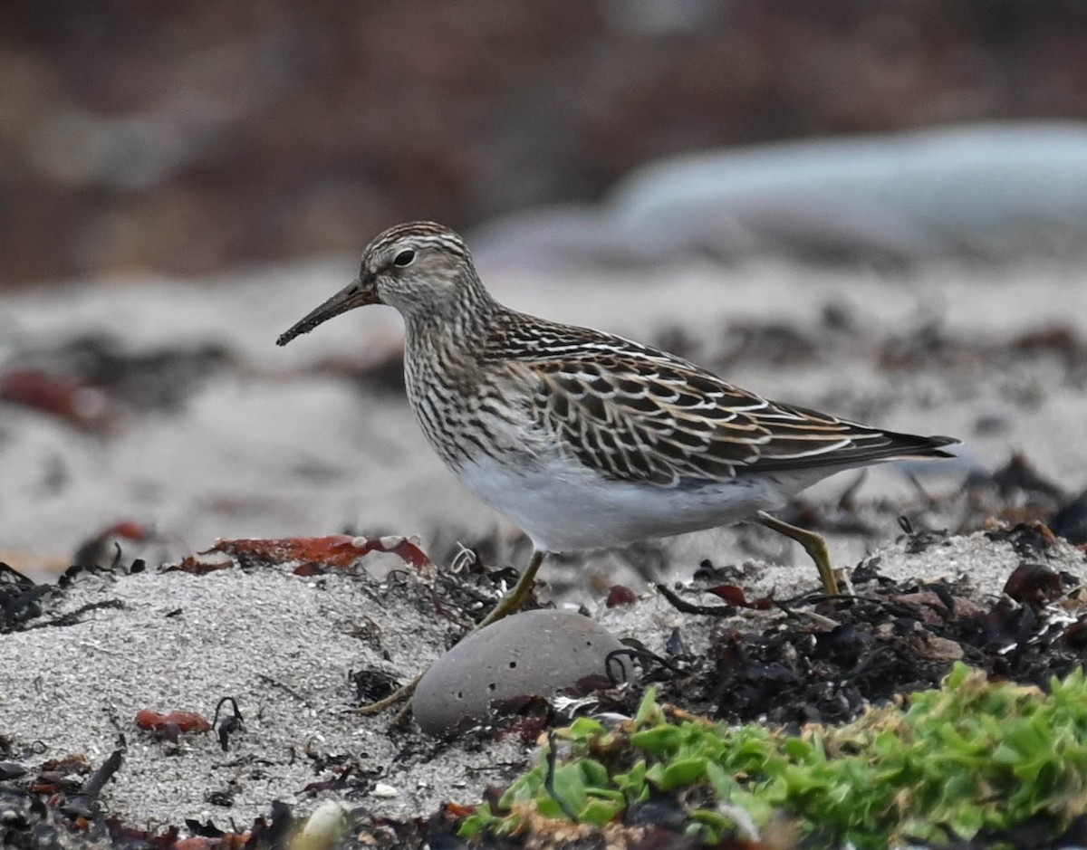 Pectoral Sandpiper - ML642683905