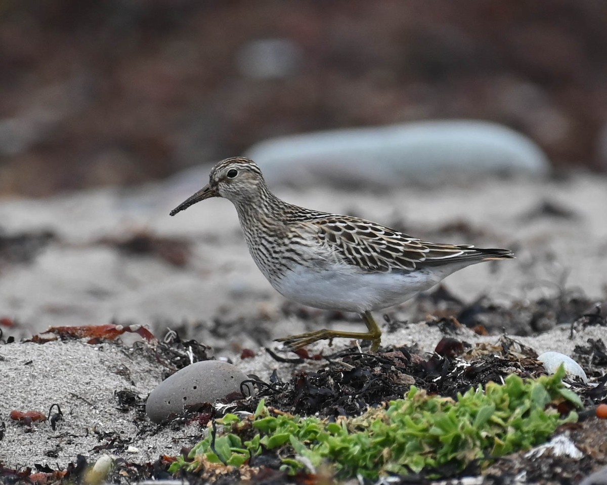 Pectoral Sandpiper - ML642683906