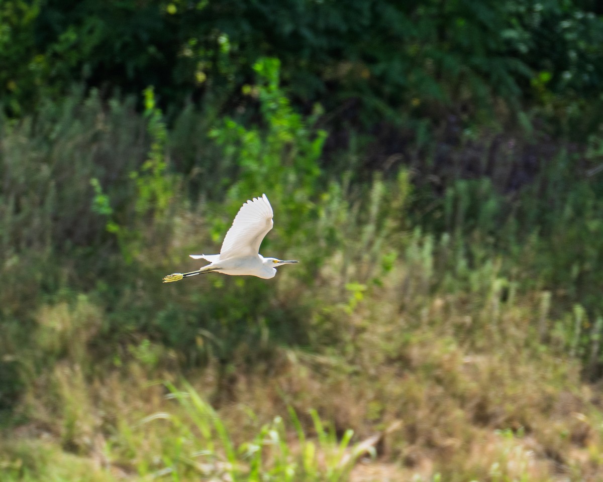 Snowy Egret - ML642683907