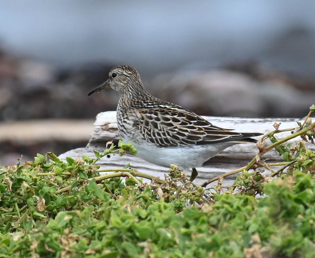 Pectoral Sandpiper - ML642683909