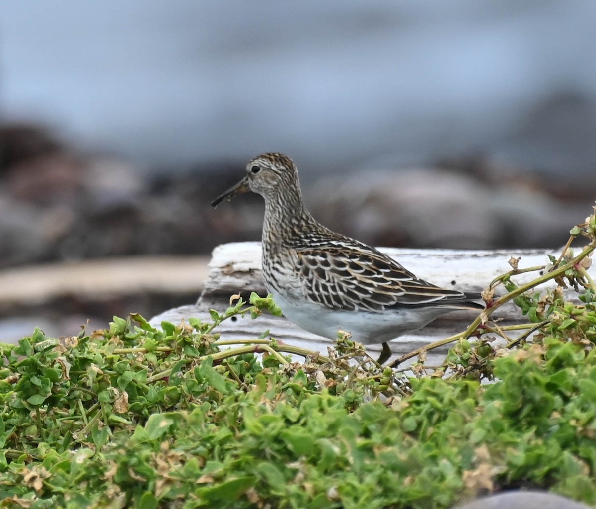 Pectoral Sandpiper - ML642683910