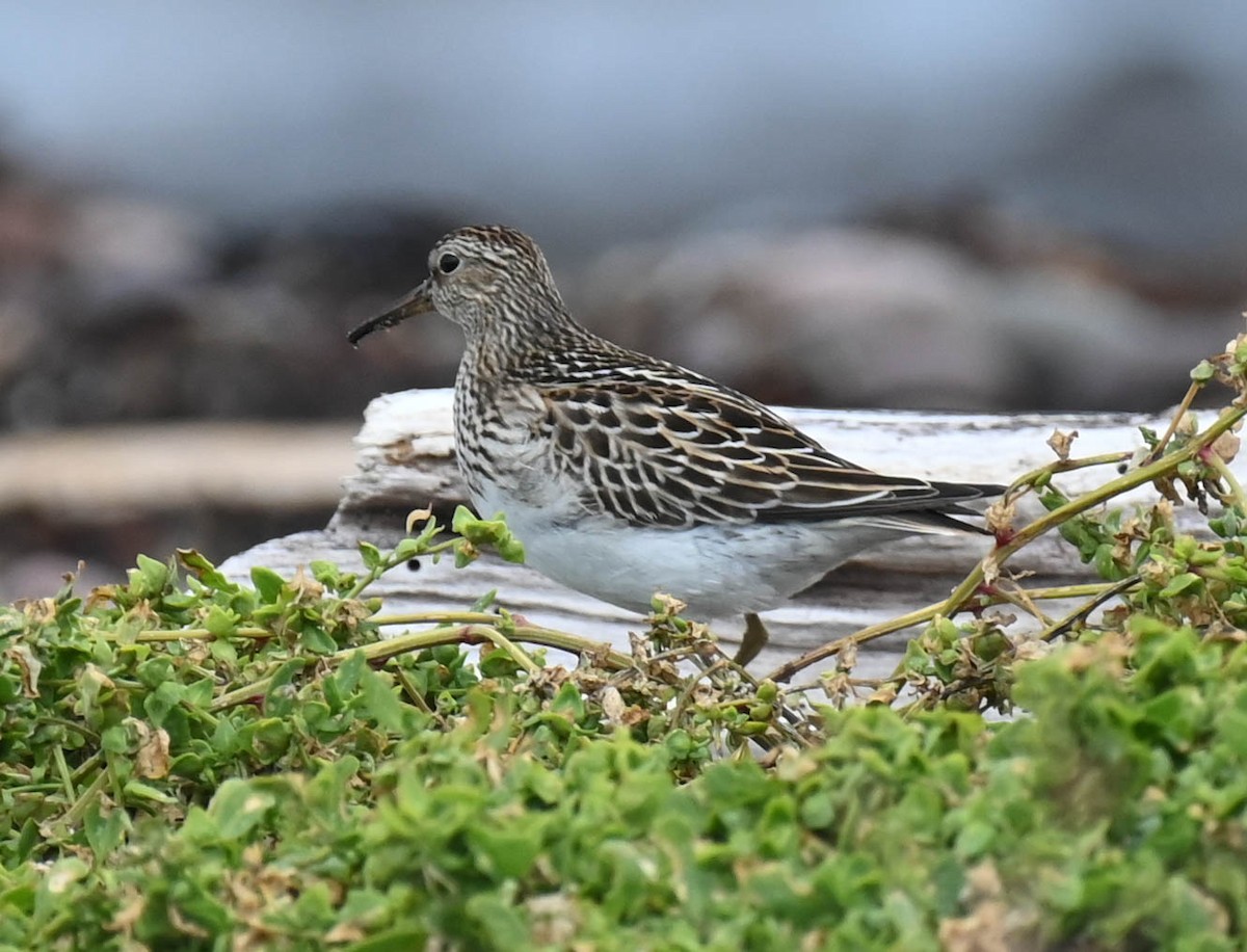 Pectoral Sandpiper - ML642683911