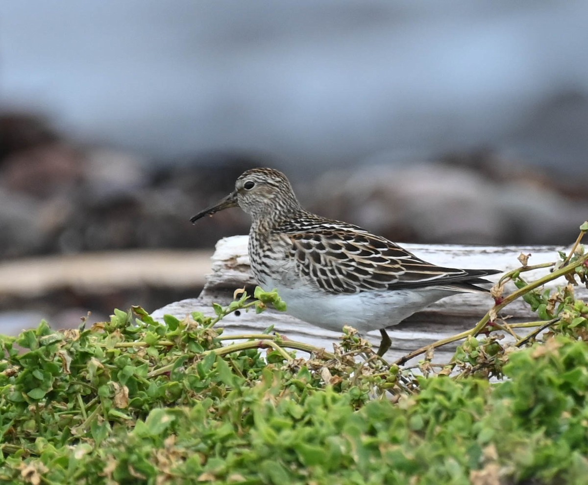 Pectoral Sandpiper - ML642683912