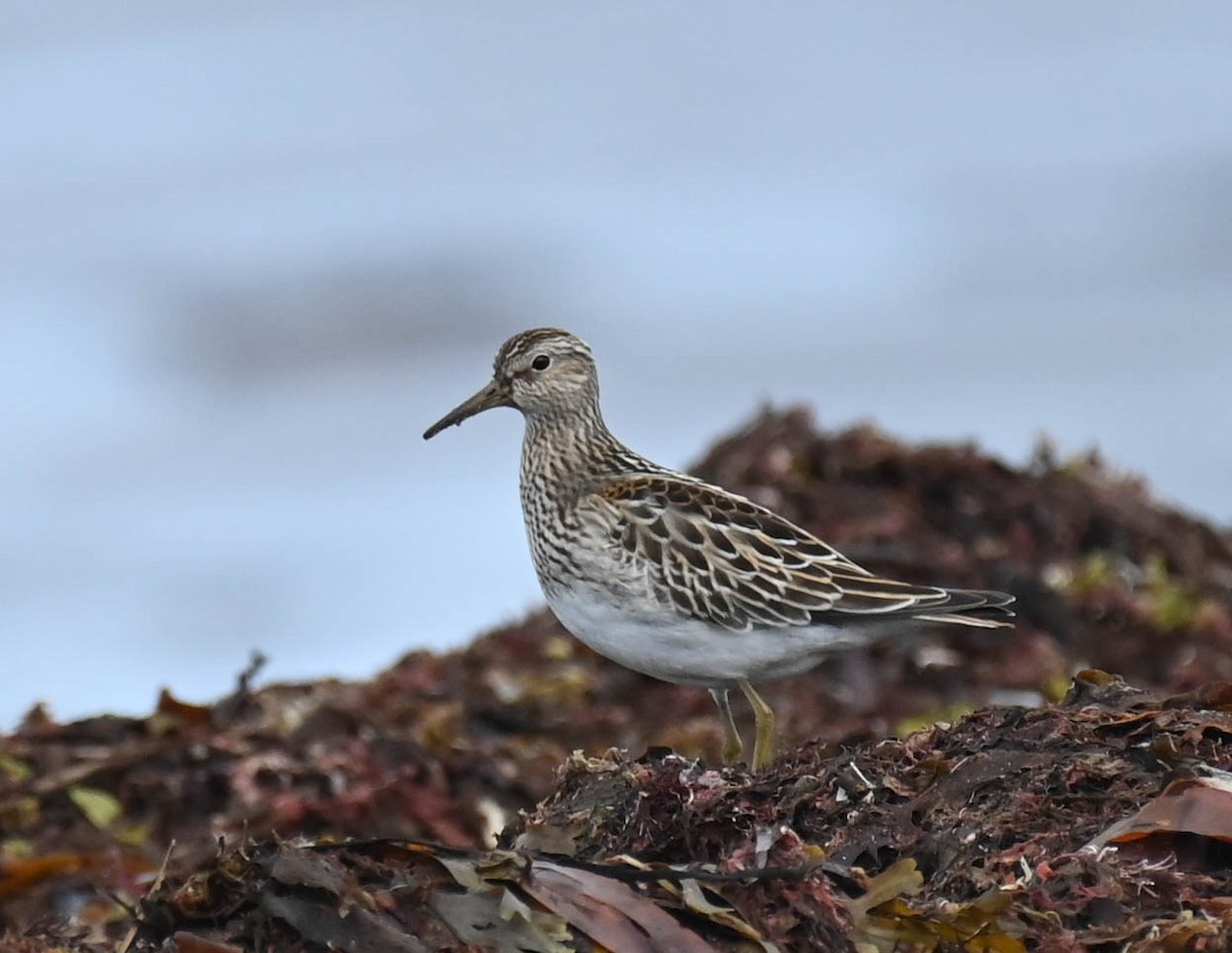 Pectoral Sandpiper - ML642683913