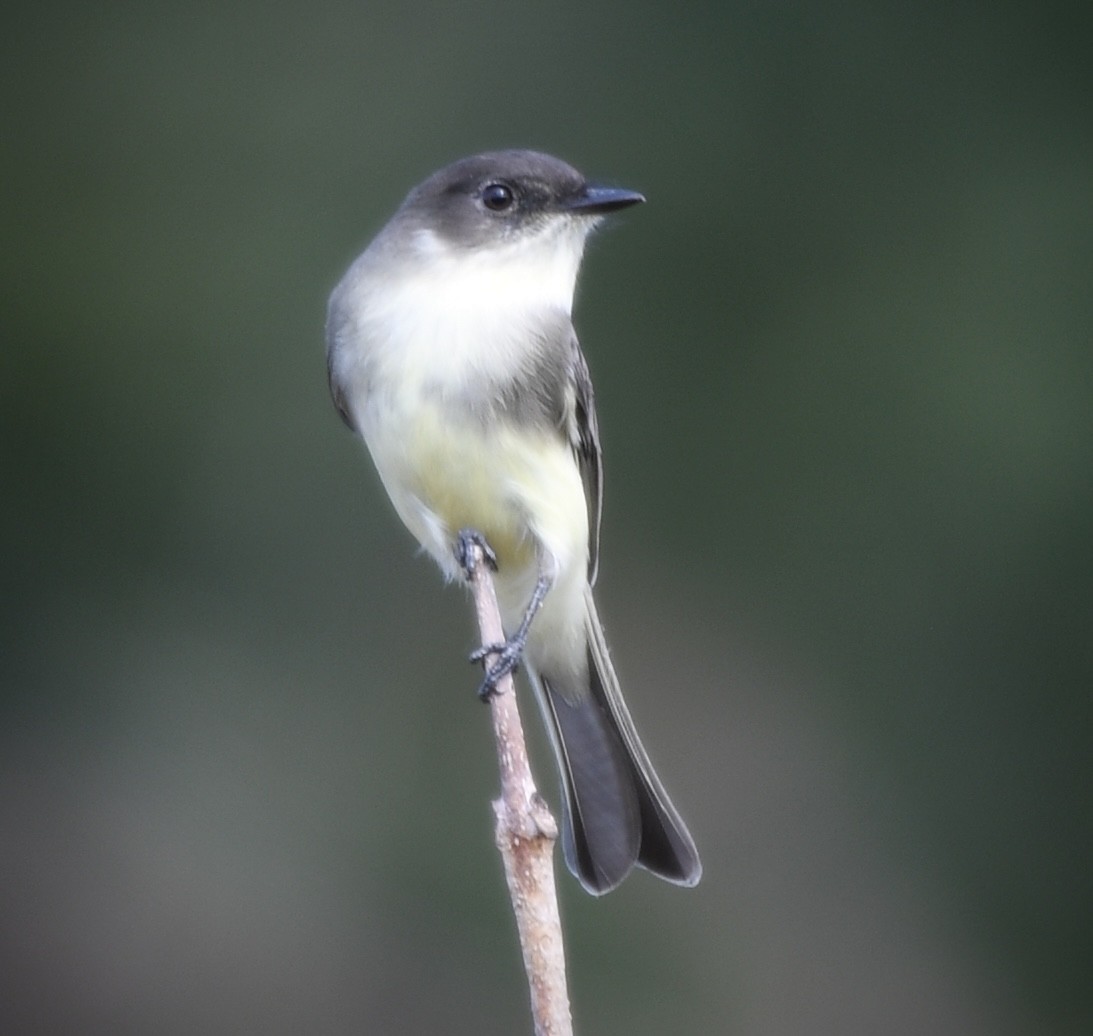 Eastern Phoebe - ML642683914