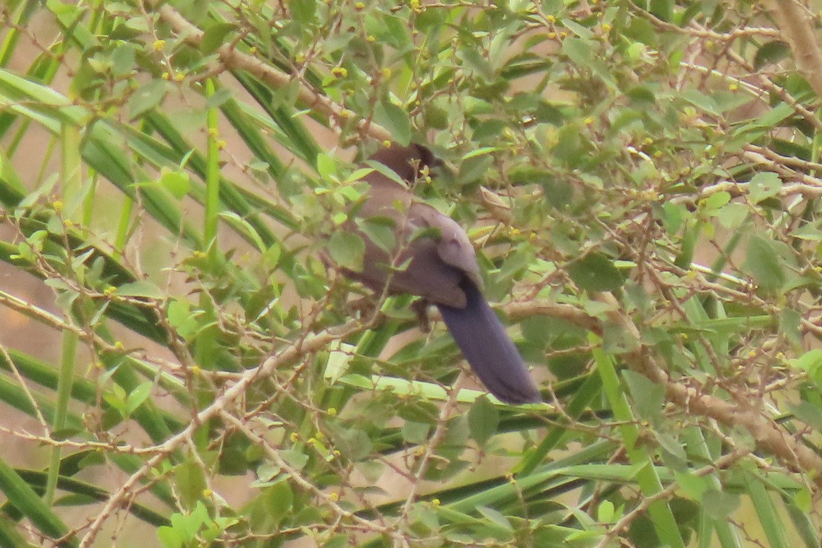 Purplish Jay - ML642683915