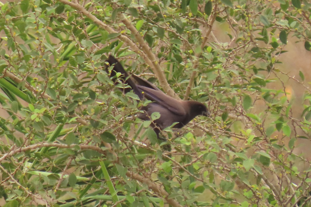 Purplish Jay - ML642683916