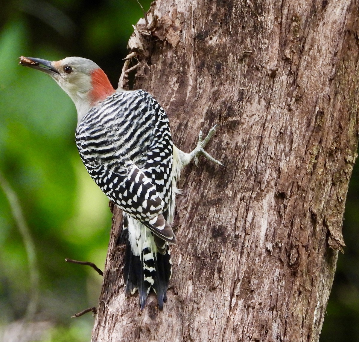 Red-bellied Woodpecker - ML642683921