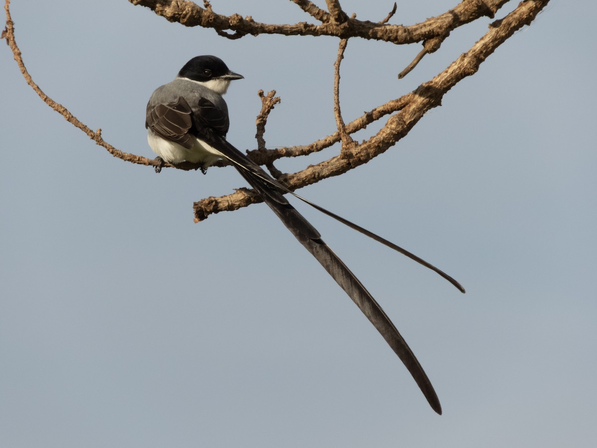 Fork-tailed Flycatcher - ML642683924