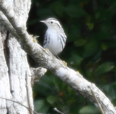 Black-and-white Warbler - ML642683928