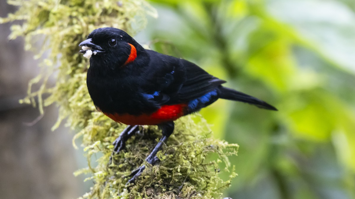 Scarlet-bellied Mountain Tanager - ML642683936