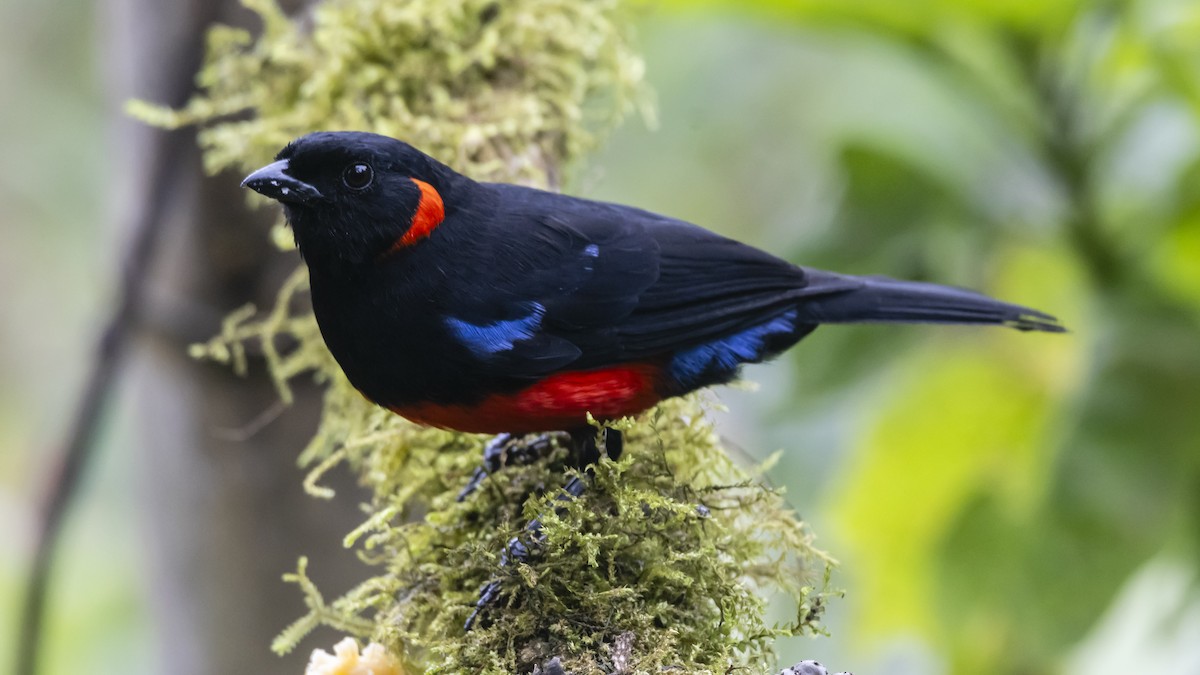 Scarlet-bellied Mountain Tanager - ML642683937