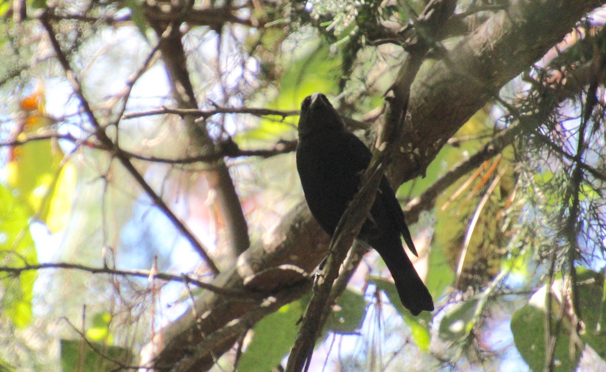 Brown-headed Cowbird - ML642683939