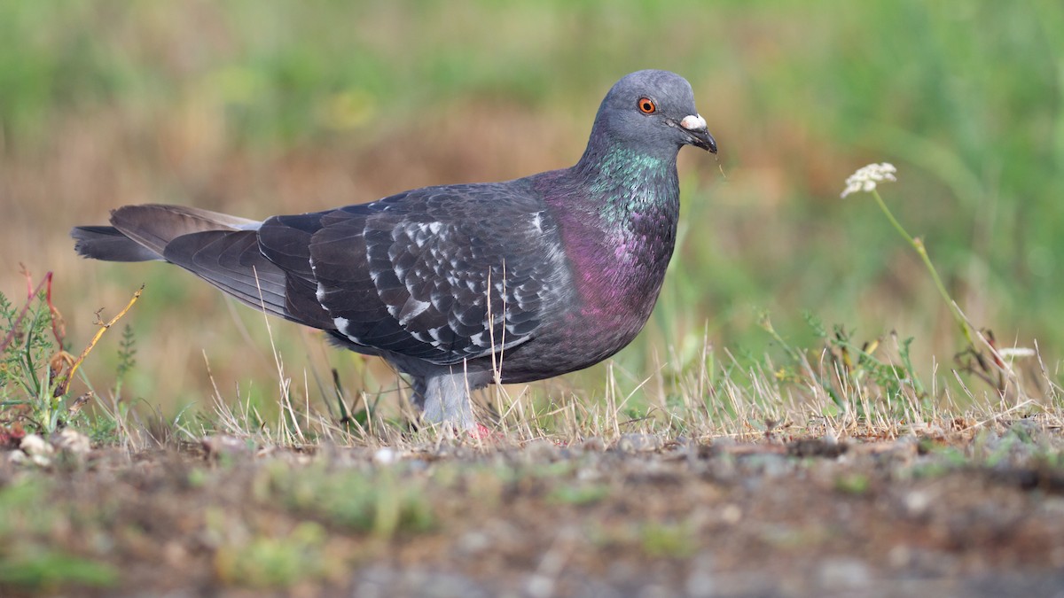 Rock Pigeon (Feral Pigeon) - ML642683941