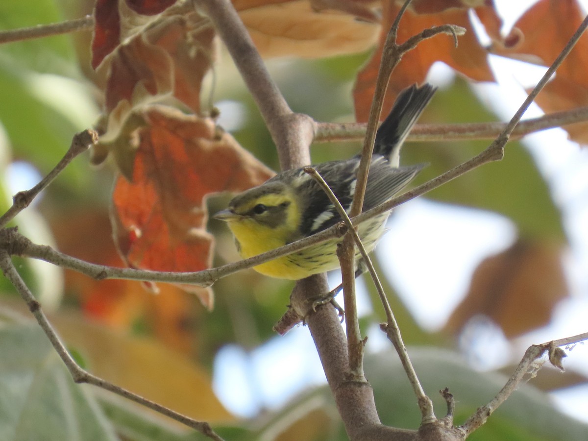Blackburnian Warbler - ML642683942