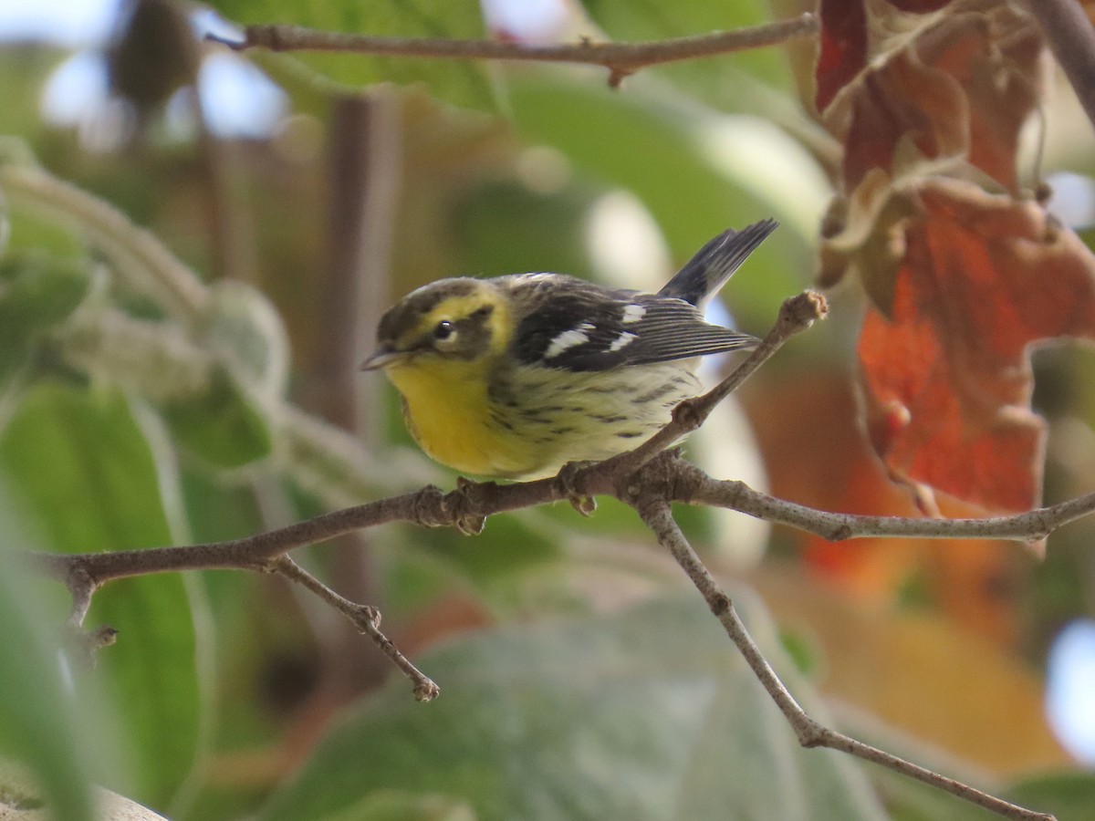 Blackburnian Warbler - ML642683946