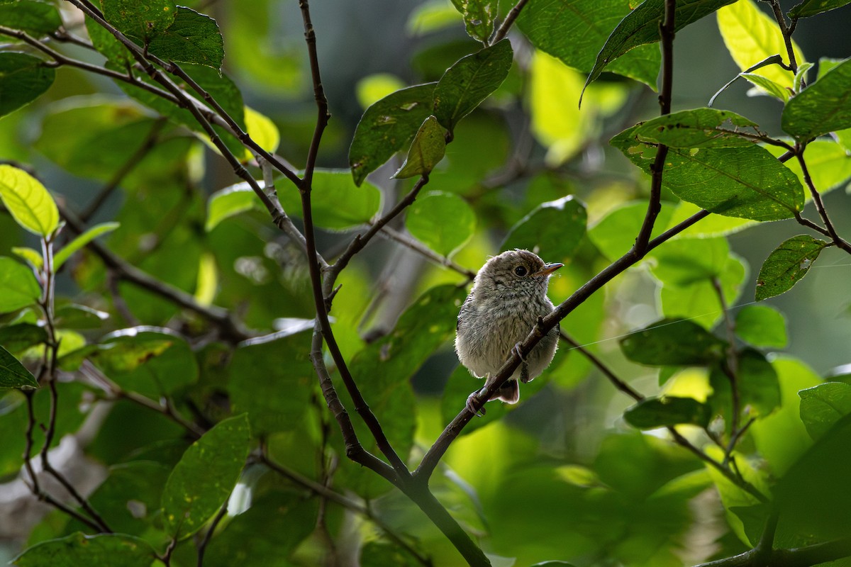 Brown Thornbill - ML642683962
