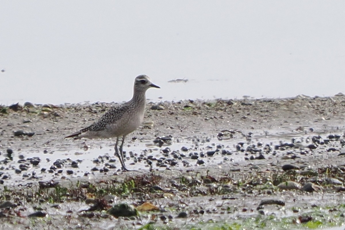 American Golden-Plover - ML642683964